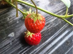 iphone_upload_pic-杨柳青园艺科技博览园