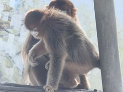 -西霞口神雕山野生动物世界