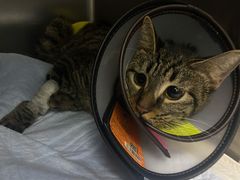 -爱侣宠医·鹦鹉专科·小型哺乳类·异宠专科(灵石路店)