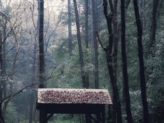 -杭州植物园
