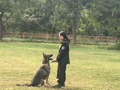 -北京京卫宠物寄养训练中心