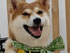 -柴迷FANS CLUB·柴犬狗咖·猫咖