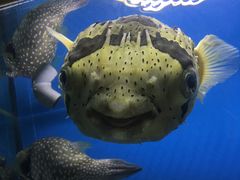 -北戴河圣蓝海洋公园