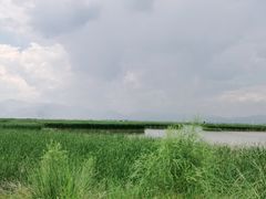 -哈素海