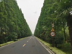 -黄海国家森林公园