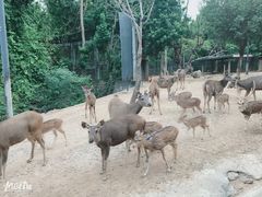 -清迈夜间动物园