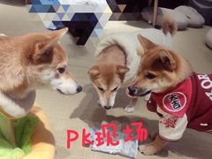 -逗柴咖啡屋·狗咖猫咖宠物桌游