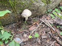 -云岫谷游猎自然风景区