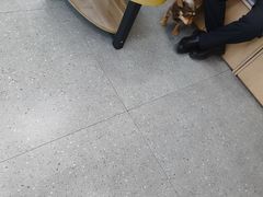 -瑞派伍一宠物医院·眼科·骨科·猫科转诊中心(马王堆院)