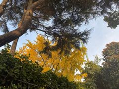 -八大关景区