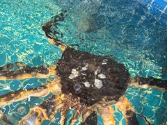 -震海贝烤贝·民俗特色店(延吉总店)