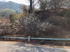 -广州市流溪河国家森林公园