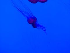 -沈阳海洋探索中心