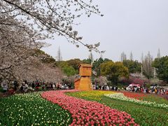 -苏州上方山国家森林公园