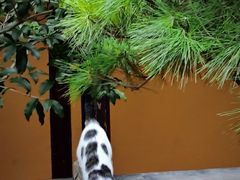 -龙华素斋(龙华路店)