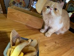 -more than meow吴止猫主题餐厅(承德 中船汇店)