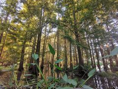 -桤木河湿地公园