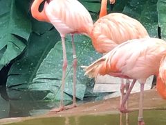 -新加坡飞禽公园