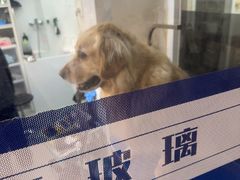 -芭比堂动物医院·心脏科·老年急重症·夜诊·吉雅分院