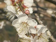 -广州市流溪河国家森林公园