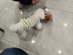 -柴犬小屋·柴餐厅·狗咖食堂(金鼎广场店)