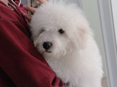 -翊宠yipet猫狗购宠庄园犬舍•猫舍