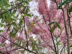 -SANYAY叁言咖啡巧克力