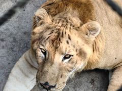 -西霞口神雕山野生动物世界