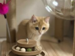 -小猫来了·猫舍(红山六九七九店)