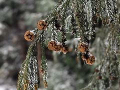 -武陵山森林公园