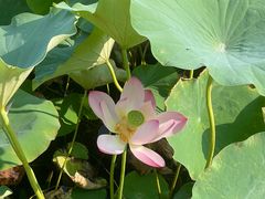 -莲花池公园