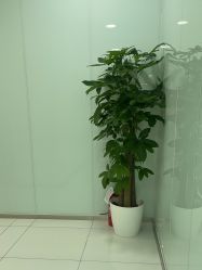 -agge蛋白医美