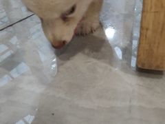 -柴犬小屋·柴餐厅·狗咖食堂(金鼎广场店)