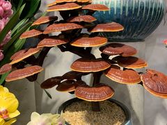 -双季花艺园艺市场(浦东店)
