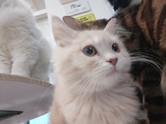 -楼上猫咖(罗湖店)
