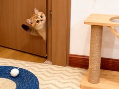 -欣宠猫屋·矮脚拿破仑·蓝金金渐层