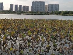 -南翔镇银翔湖公园