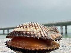 -白城沙滩