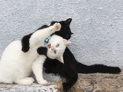 -momokira米努特·德文卷毛猫·棉花面纱犬