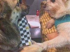 -百好乐宠物友好餐厅(朝外大街店)