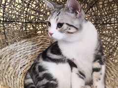 -飞行喵MR PILOT|猫舍·猫咖(静安大融城店)