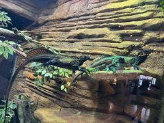 -暹罗海洋世界