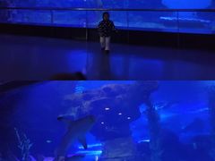 -海合安青岛极地海洋公园