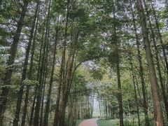 -桤木河湿地公园