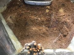 -上海大自然野生昆虫馆(东方明珠·爬宠昆虫探索中心)