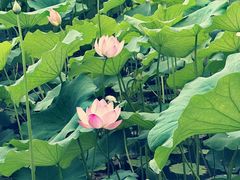 -莲花池公园
