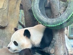 -成都动物园