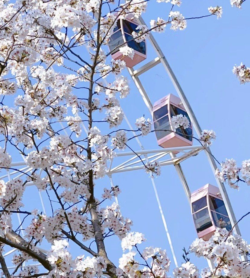 顾村公园粉色摩天轮