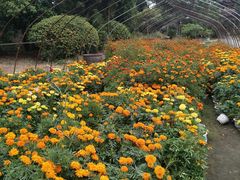 -庐山天沐温泉度假村