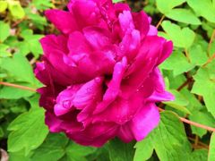 -合肥三国新城遗址公园